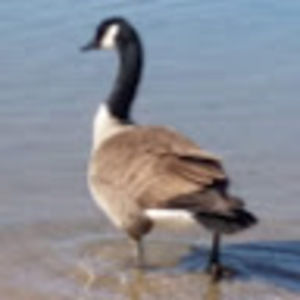 Meet your Posher, Charlene